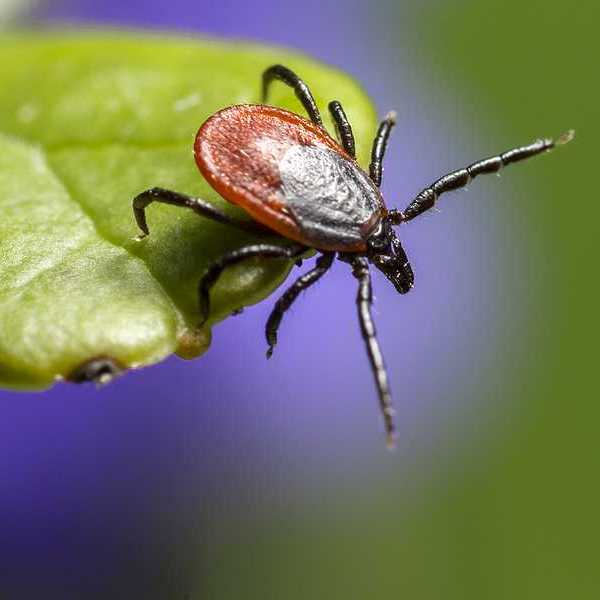 A closeup of a brown insect on a green leaf