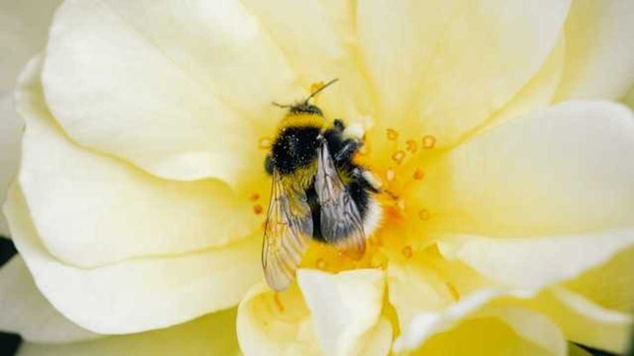 A closeup of a flower with a fat bumblebee on it
