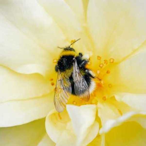 A closeup of a flower with a fat bumblebee on it