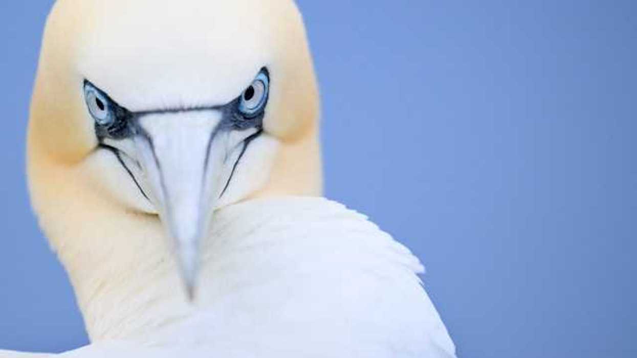 A closeup of a gannet bird with white feathers and grey beak