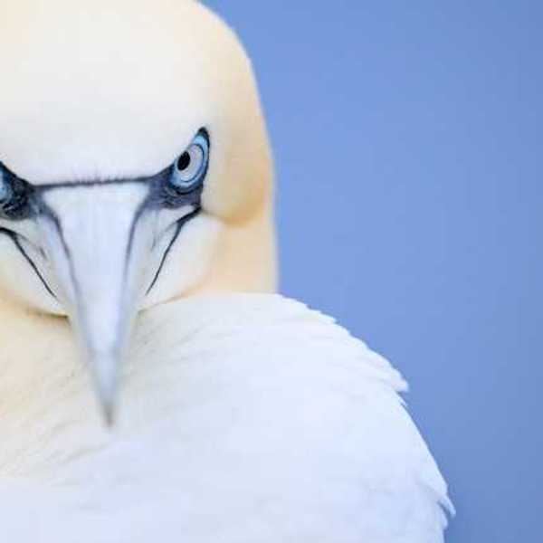 A closeup of a gannet bird with white feathers and grey beak