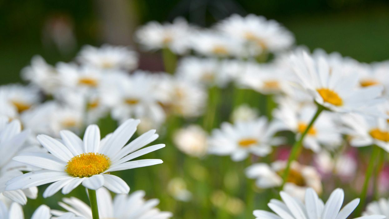 A closeup of a group of white Shasta daisies
