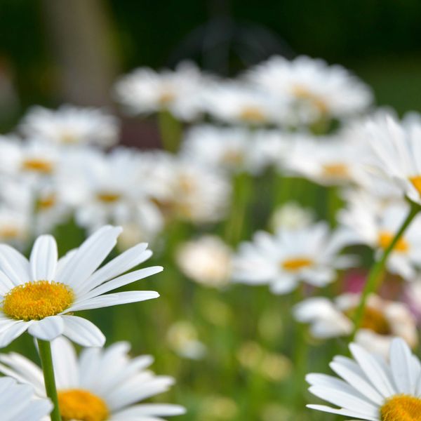 A closeup of a group of white Shasta daisies