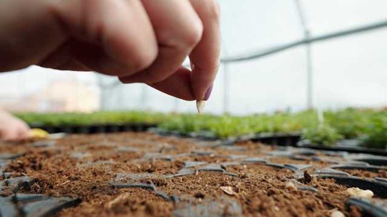 A closeup of a hand putting a seed into a tray full of soil