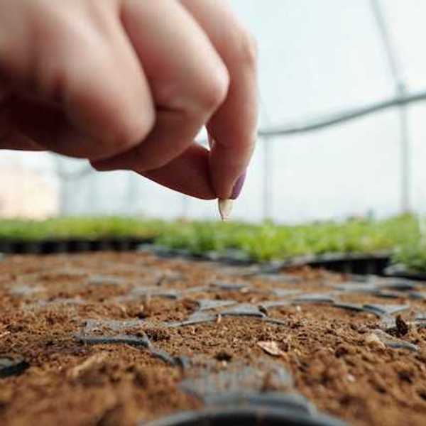 A closeup of a hand putting a seed into a tray full of soil