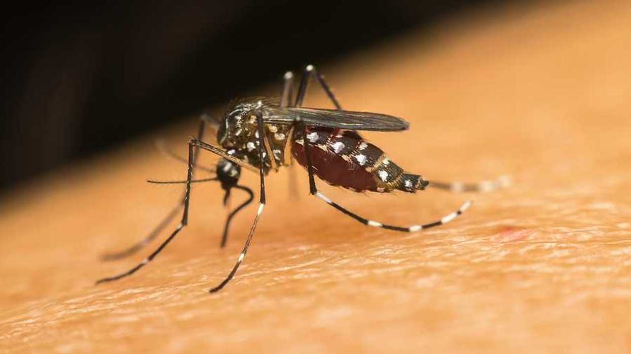 A closeup of a mosquito on a person's skin