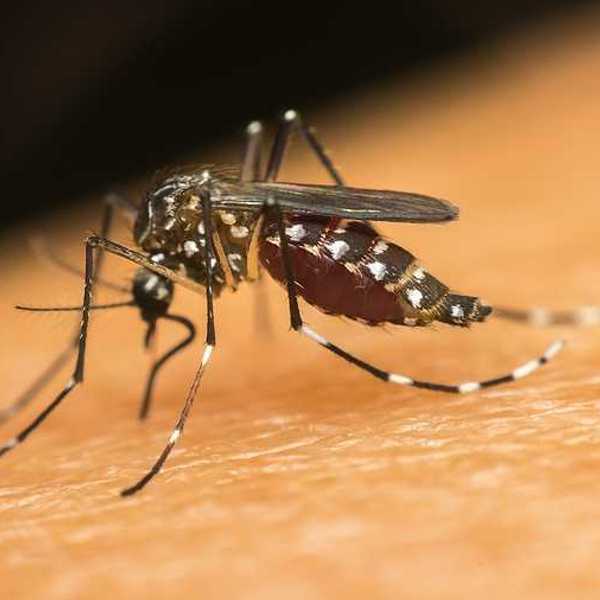 A closeup of a mosquito on a person's skin