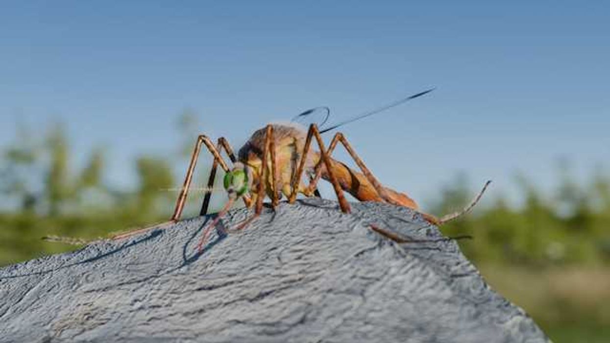 A closeup of a mosquito sitting on a rock