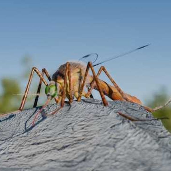 A closeup of a mosquito sitting on a rock