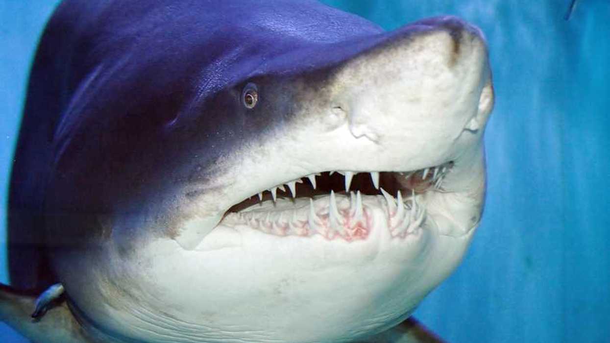 A closeup of a tiger shark with large teeth