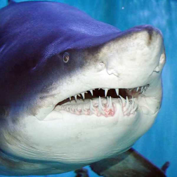 A closeup of a tiger shark with large teeth