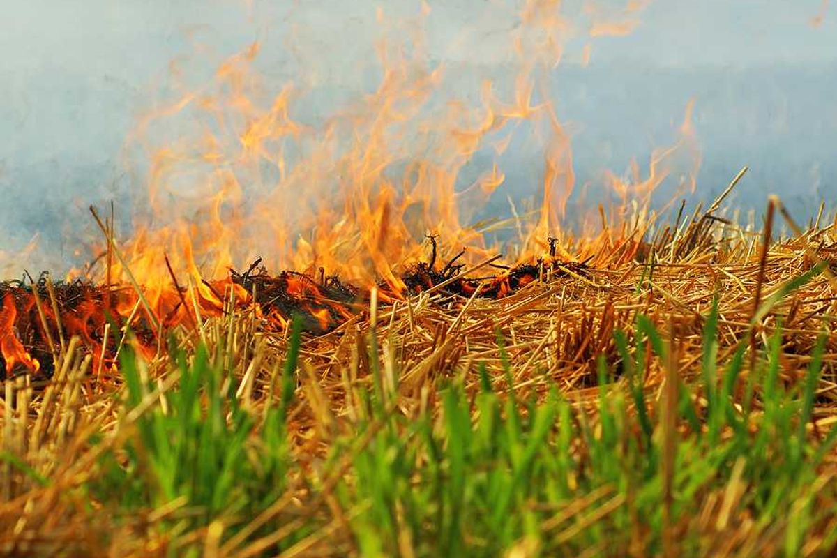 Farmers in India's Punjab recycle crop waste, aim to reduce pollution
