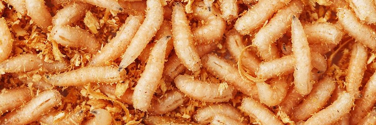 A closeup of fly larvae.