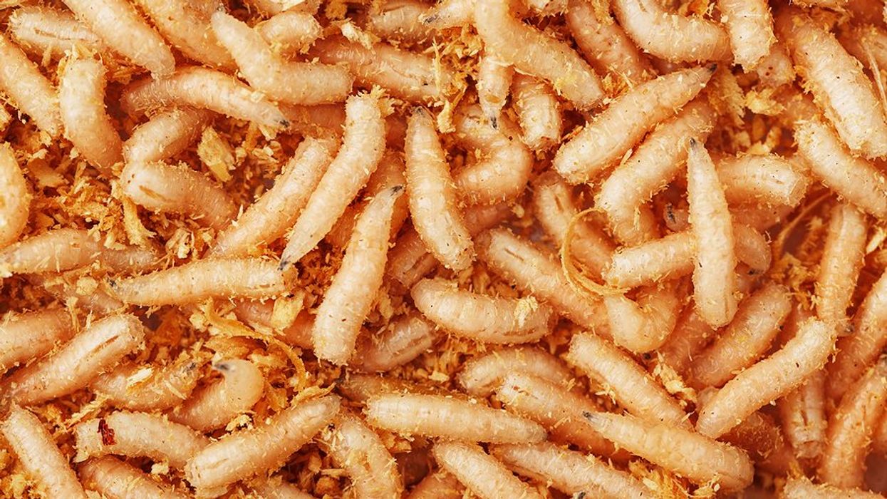 A closeup of fly larvae.