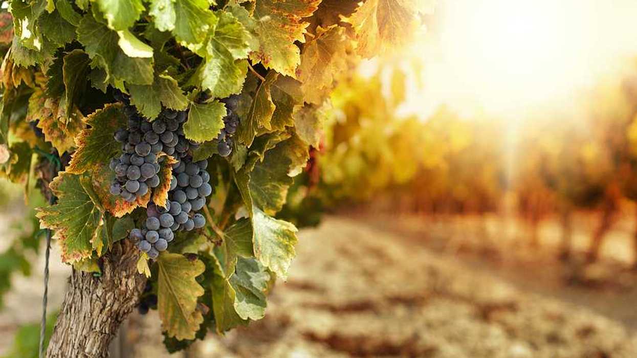 A closeup view of a grapevine with purple grapes hanging from it