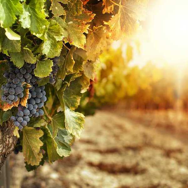 A closeup view of a grapevine with purple grapes hanging from it