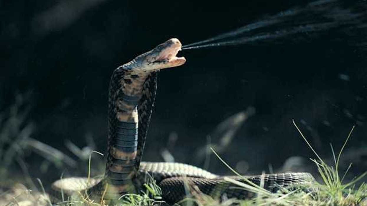 A cobra coiled on the ground with its mouth open