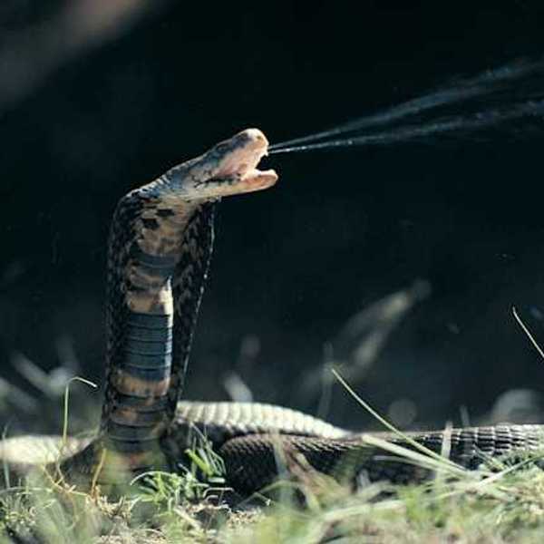 A cobra coiled on the ground with its mouth open