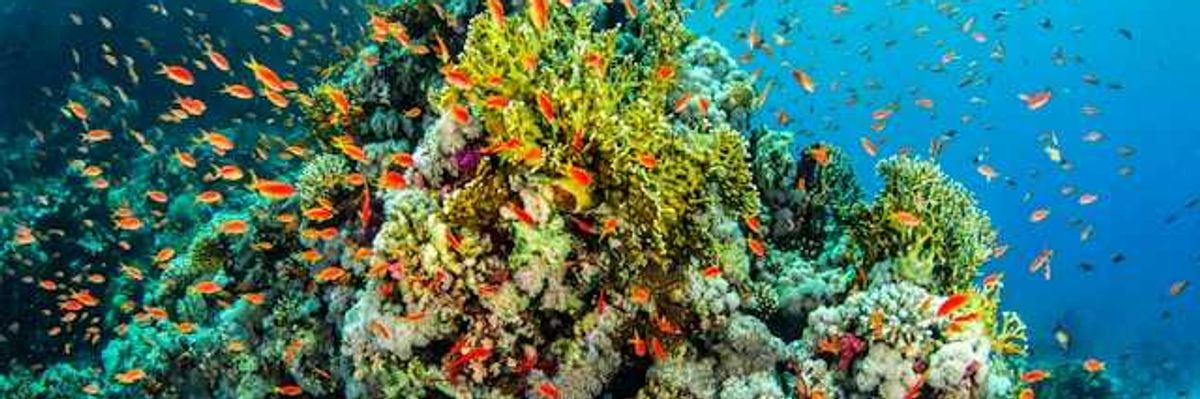 Australia welcomes draft UNESCO decision to keep Great Barrier Reef off danger list