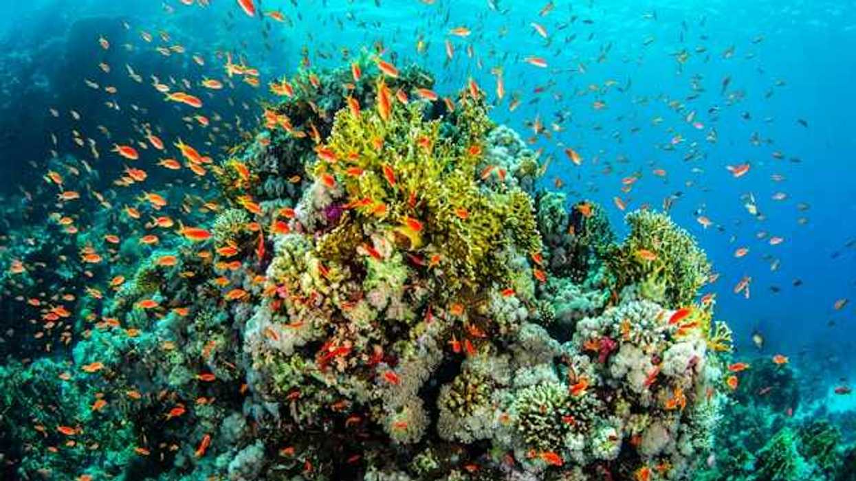 A coral reef surrounded by orange fish