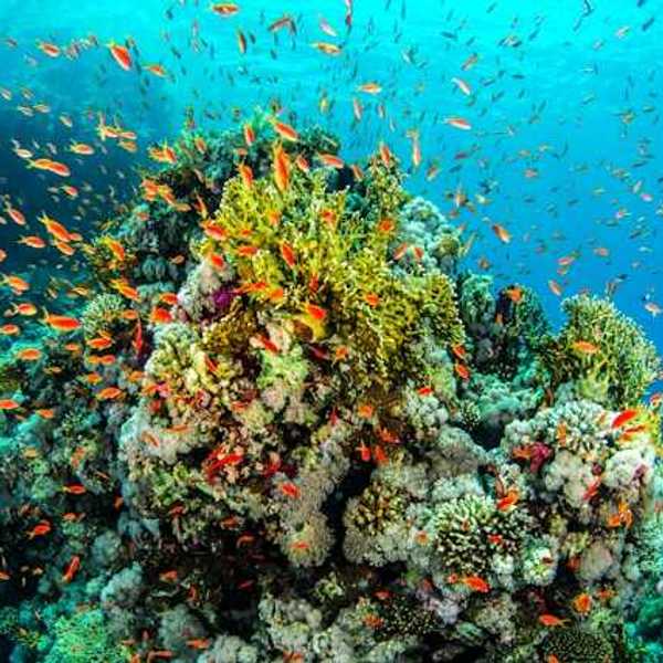 A coral reef surrounded by orange fish