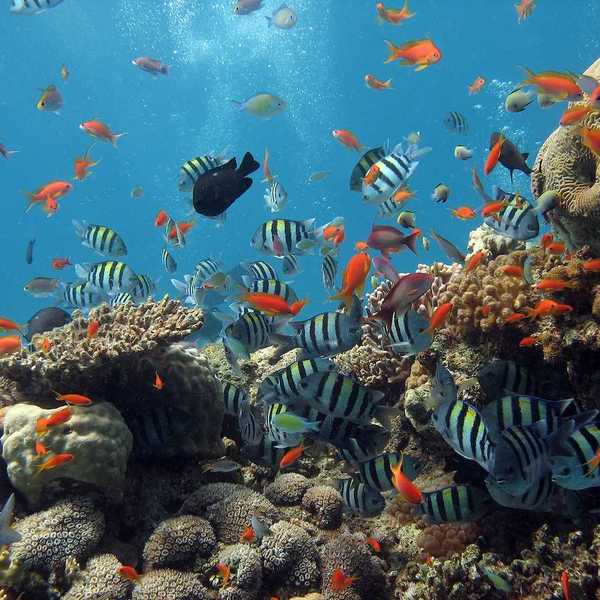 A Coral reef teeming with multicolored life.