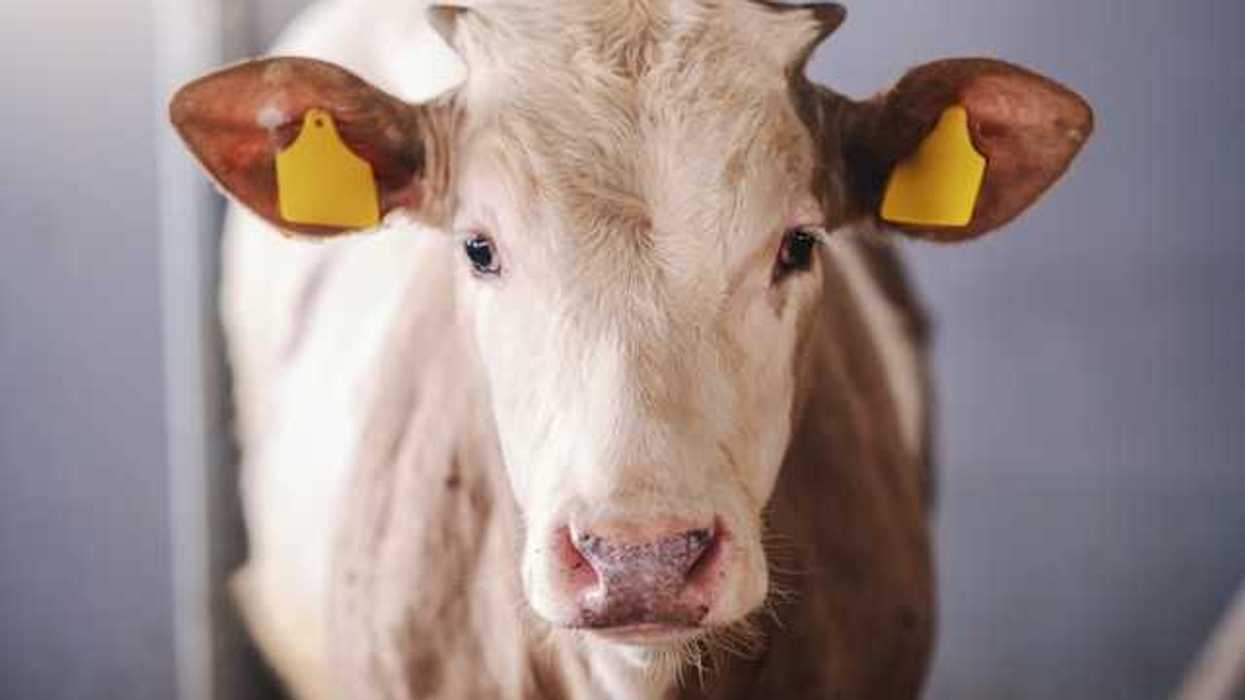 A cow staring at the camera with yellow tags in its ears