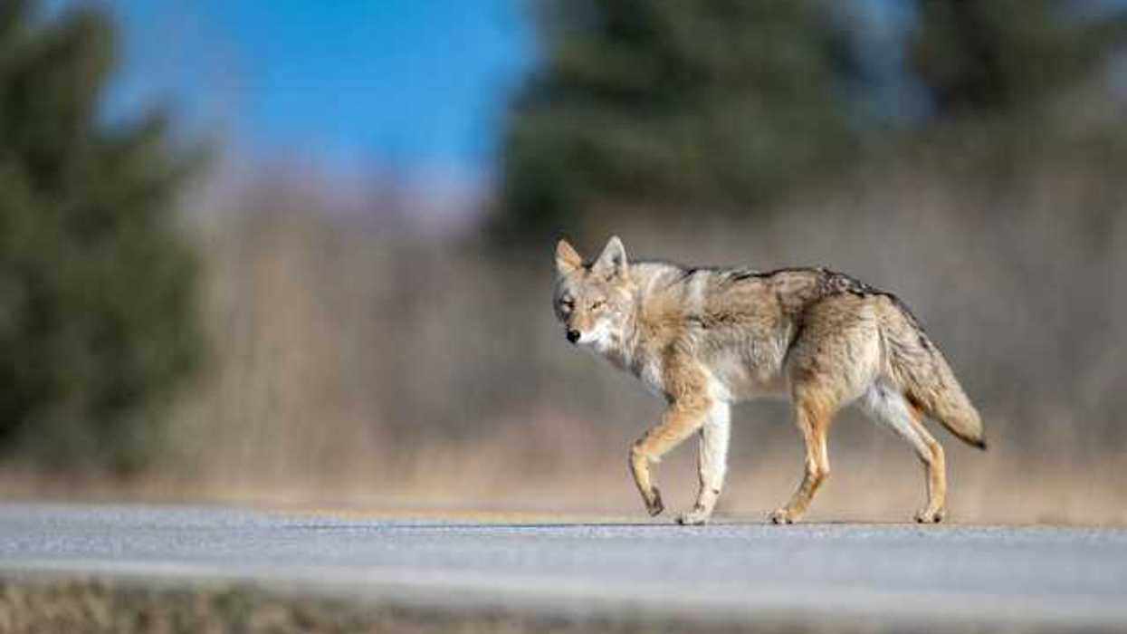 A coyote walking along a road