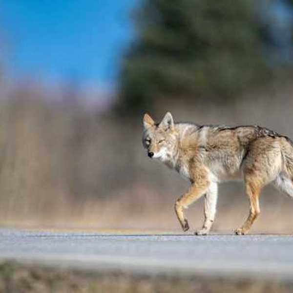 A coyote walking along a road