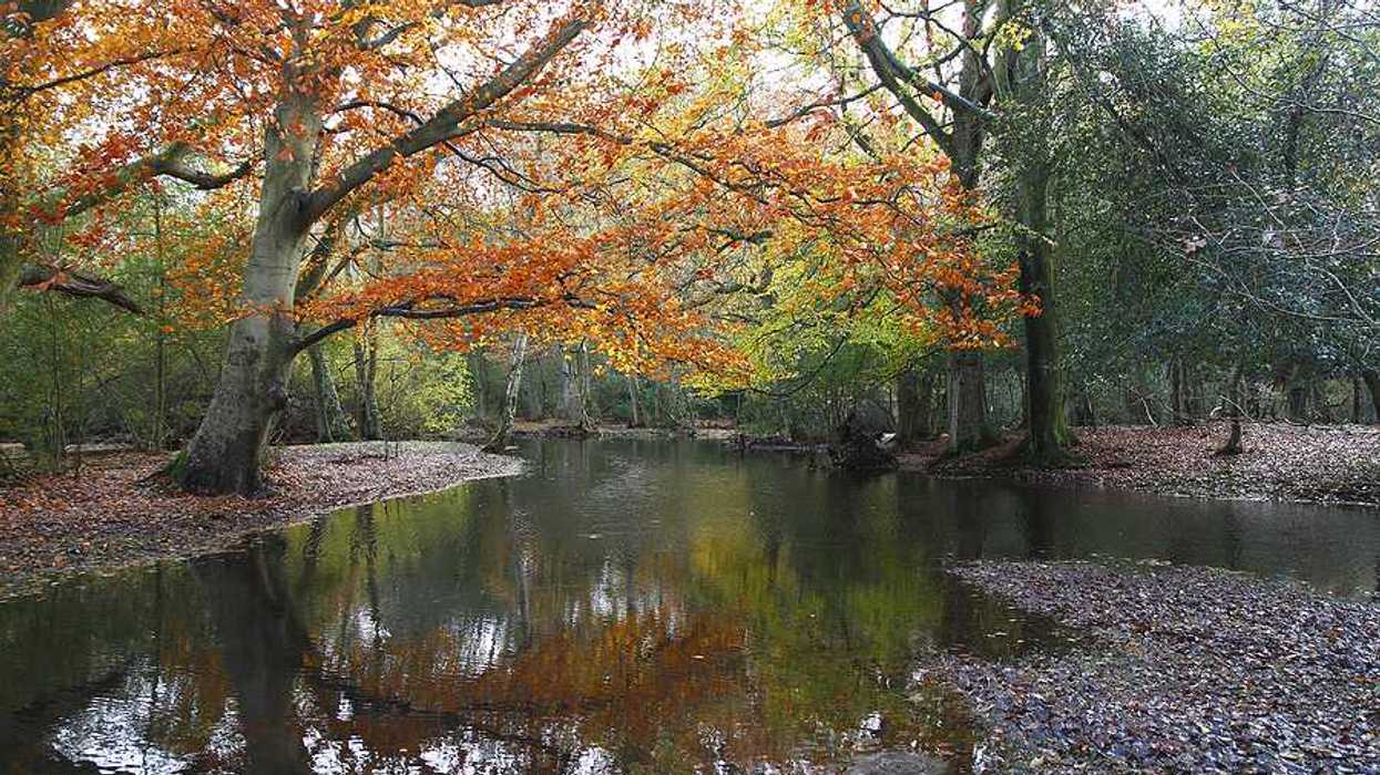 A creek flooding over its banks