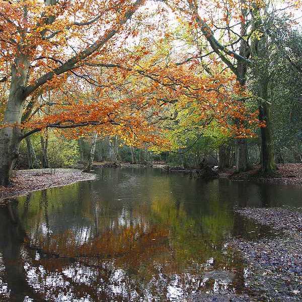 A creek flooding over its banks