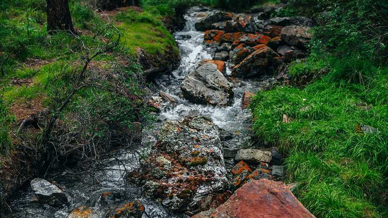 A creek in a green forest