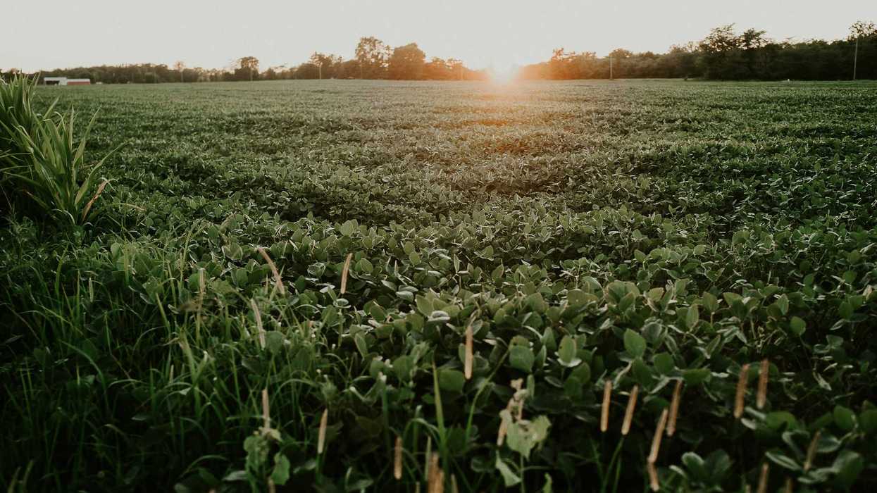 A crop of green plants with trees and setting sun in background.