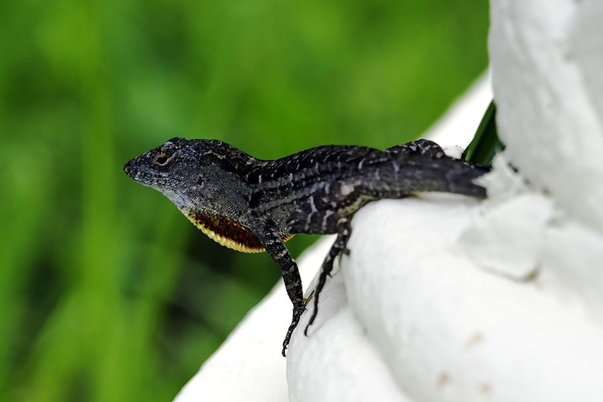 photo of New Orleans’ lead-heavy lizards could help scientists better grasp toxicity, evolution image
