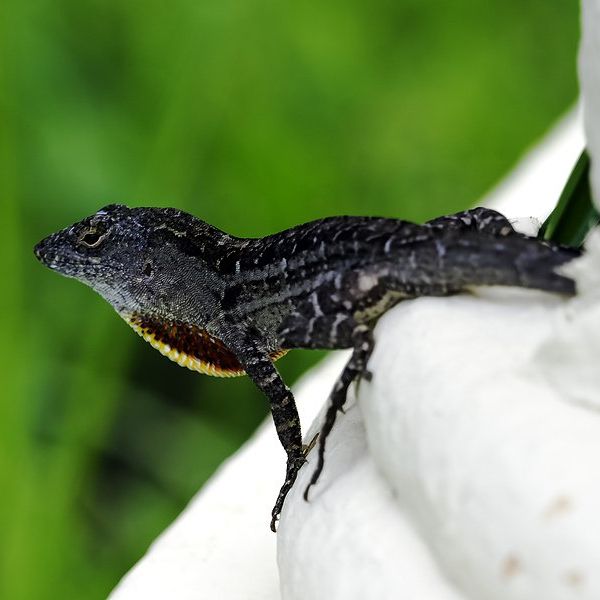 A dark lizard sitting on a white surface