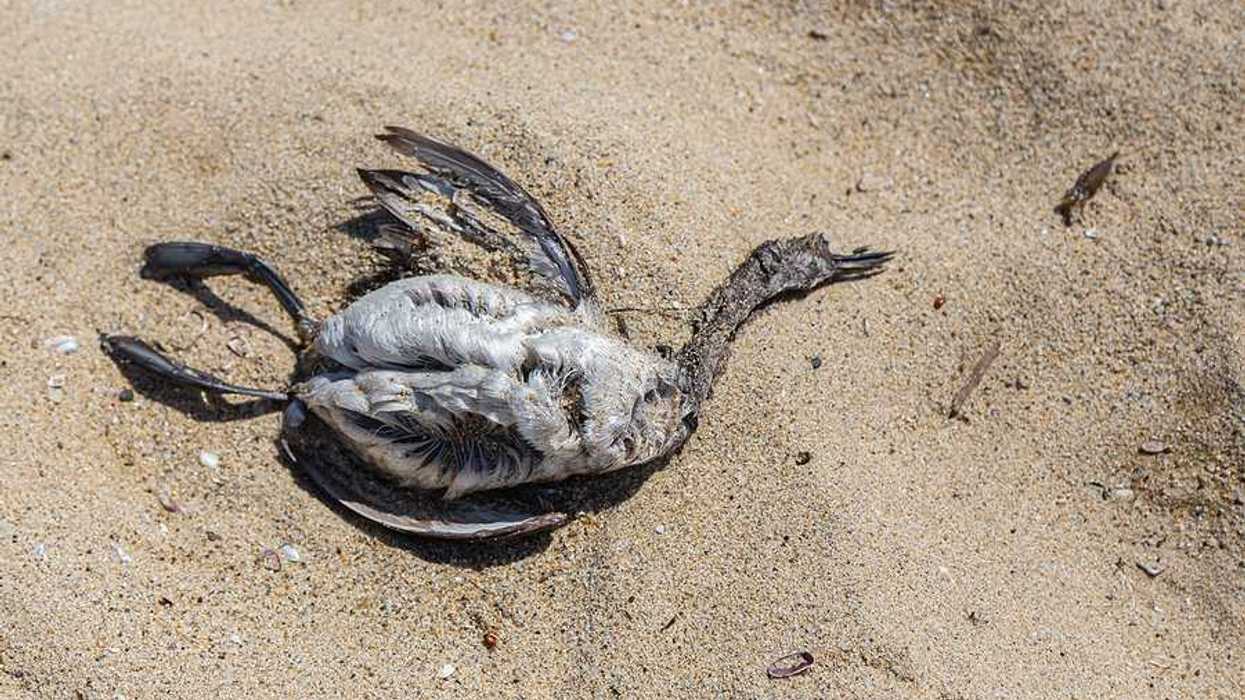 A dead bird on a sandy beach