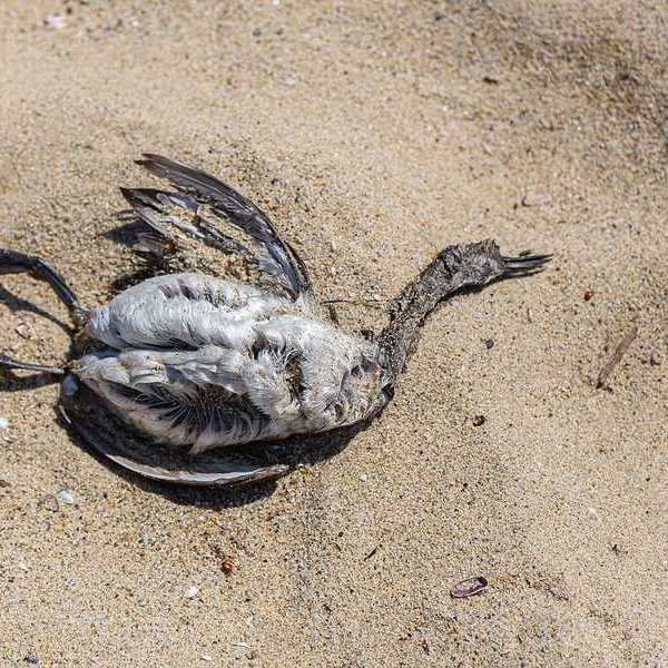 A dead bird on a sandy beach