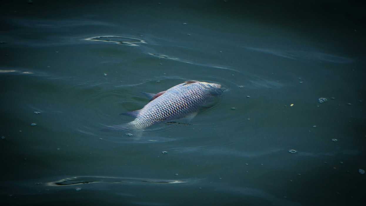 A dead fish floating on green-blue water surface.