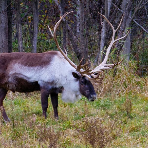 In an era of climate change, Alaska’s predators fall prey to politics