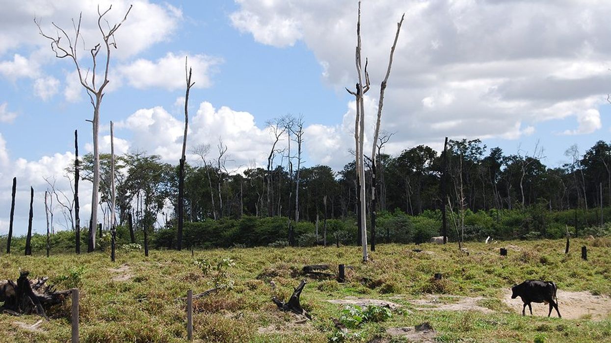 A deforested area with a cow walking across the grass