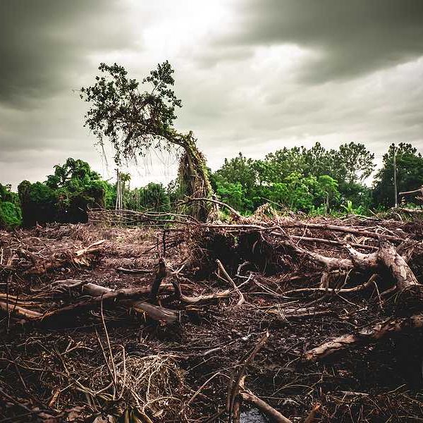 A deforested area with green forest behind it