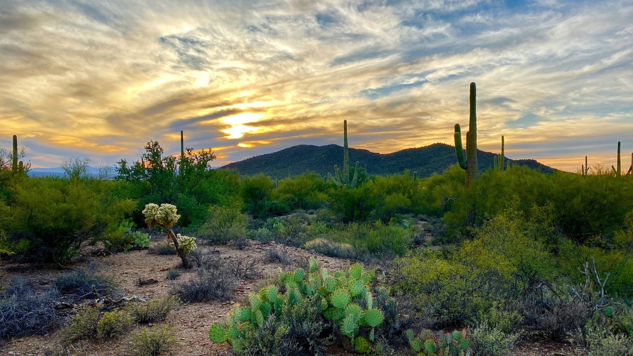A desert landscape with cacti and mountains in the background.