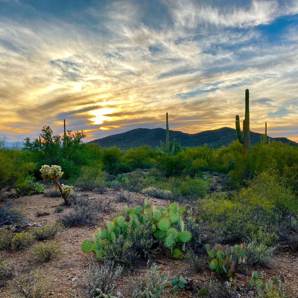 A desert landscape with cacti and mountains in the background.