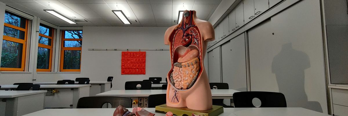 A diorama of the human body