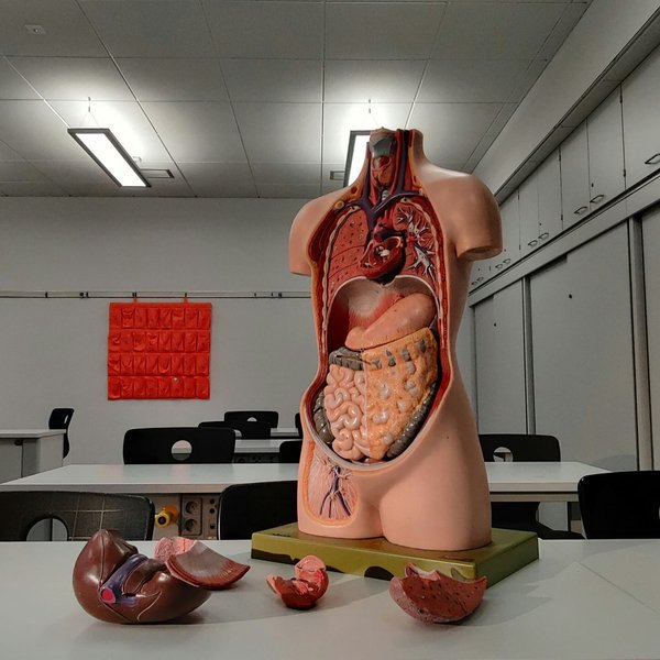 A diorama of the human body
