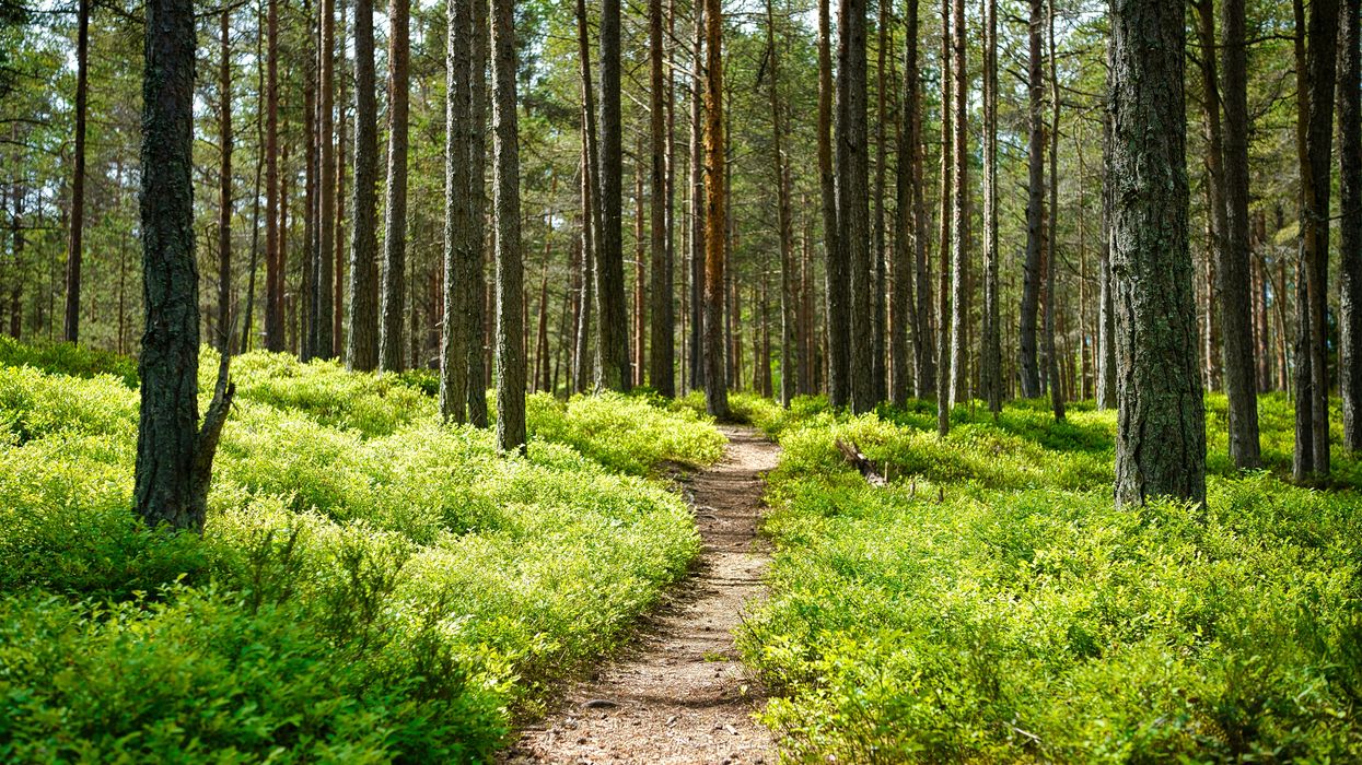 A dirt path through a green forest.