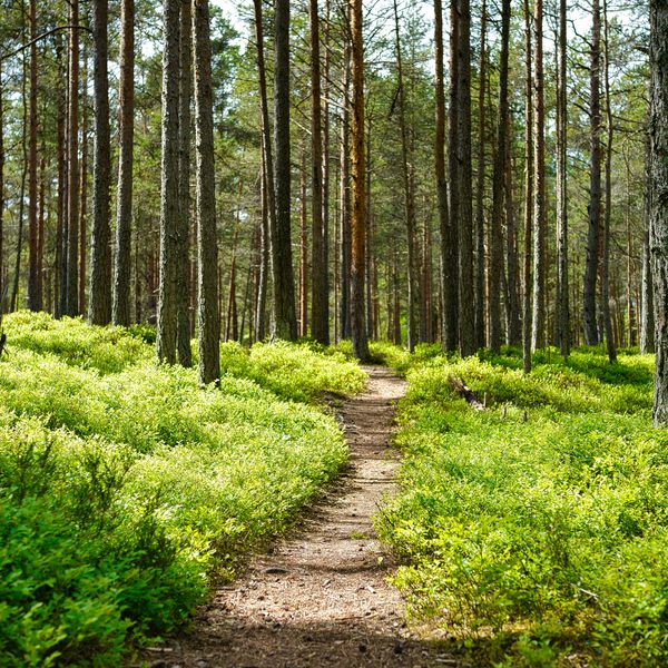 A dirt path through a green forest.