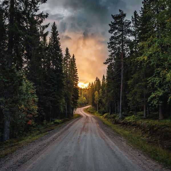 a dirt road winding through a forest with the sunset in the background