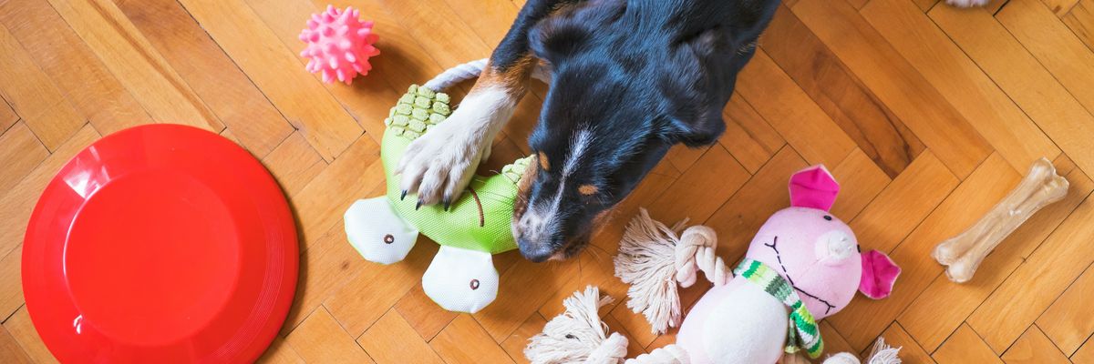 A dog plays with its toys