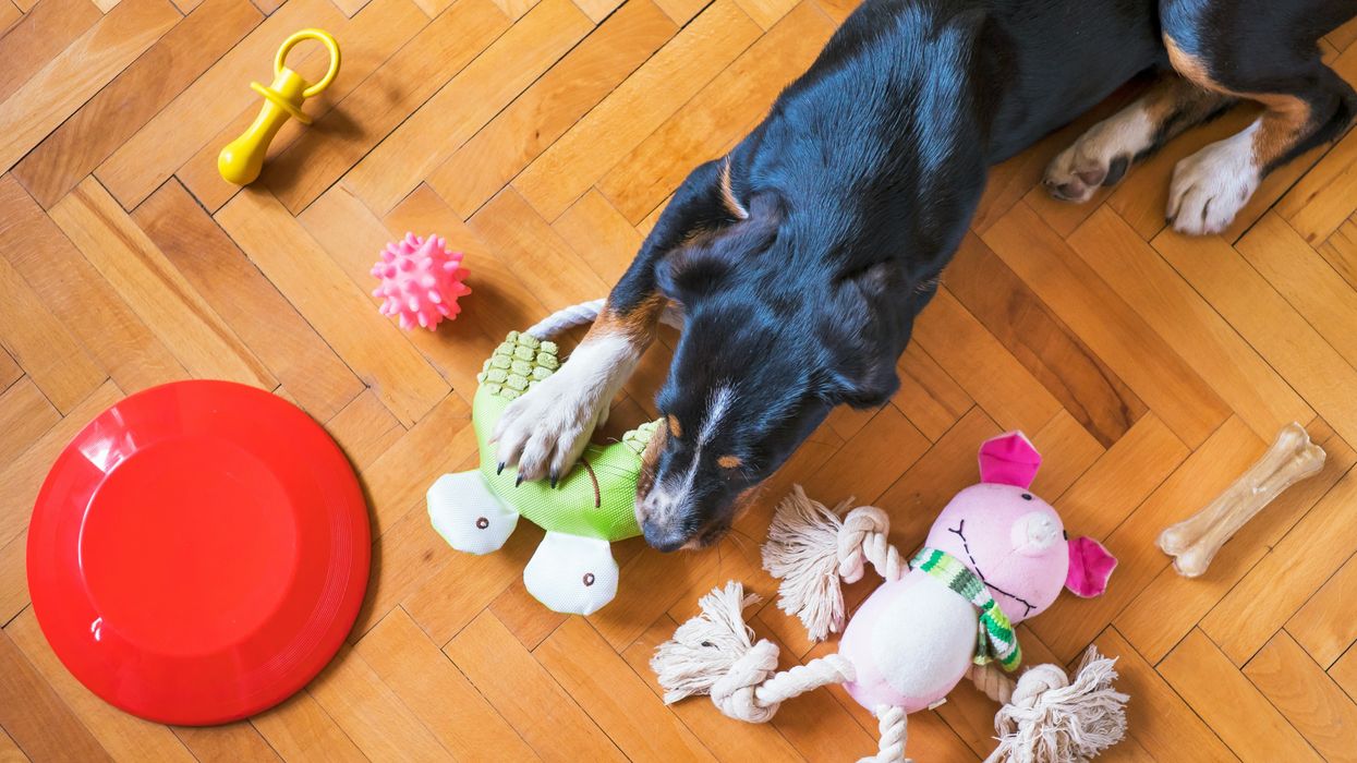A dog plays with its toys
